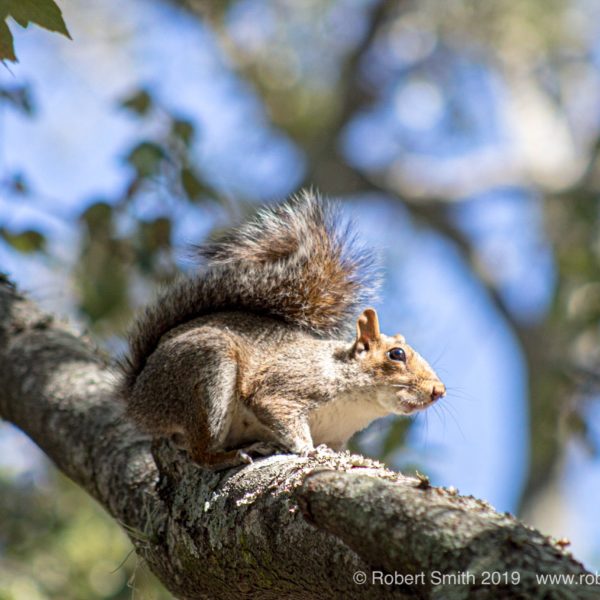 Squirrly’s World: Out on a Limb!