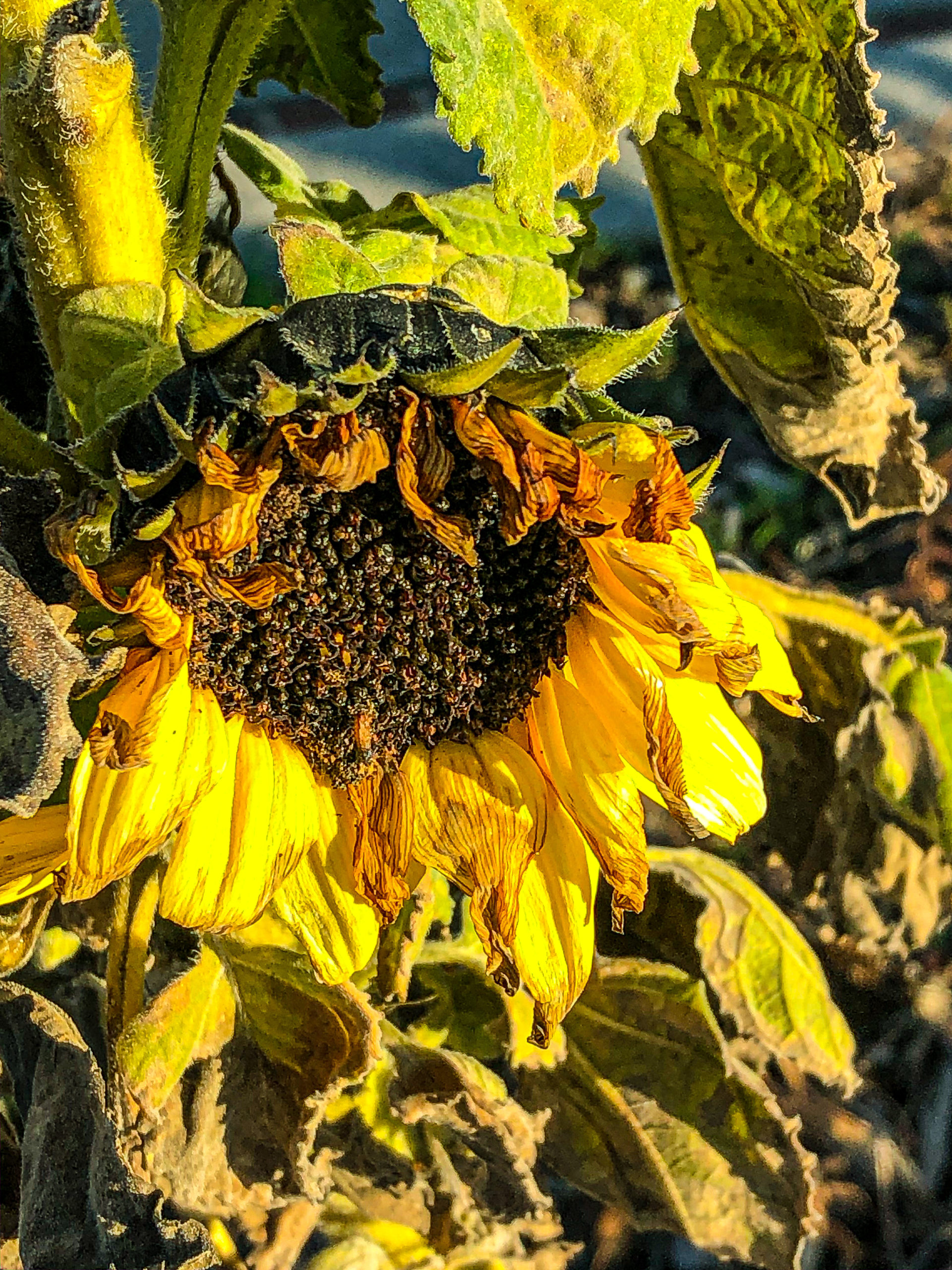 Flowers by Day 42