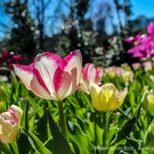 Spring Scenes