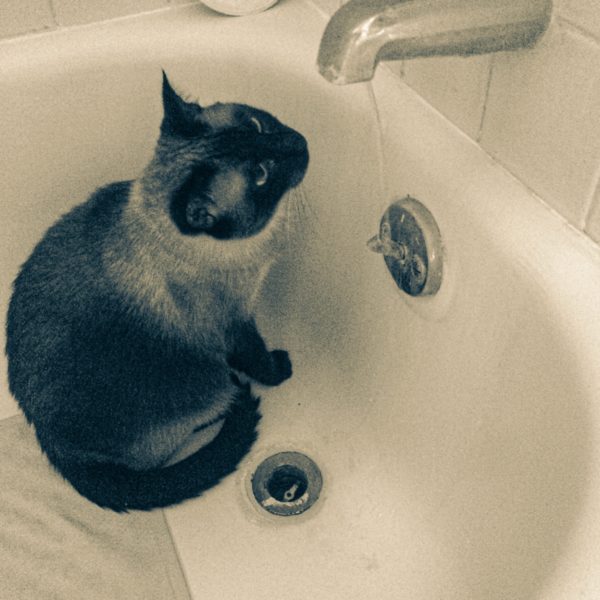 Tales of the Kitty: The Drinking Fountain