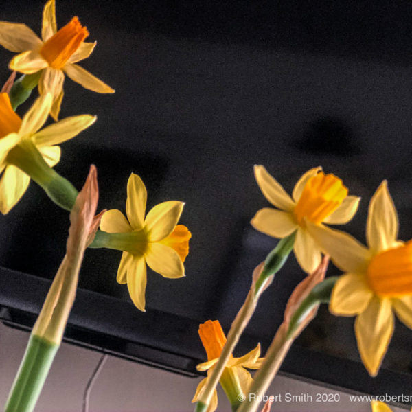 Daffodils Standing Tall