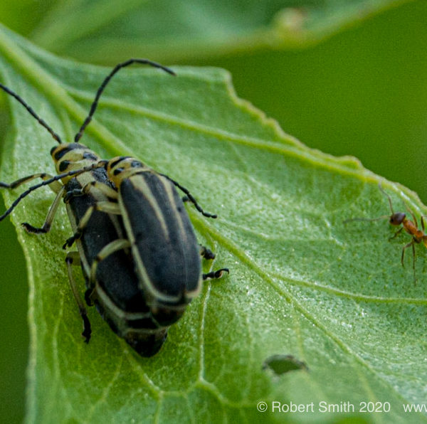 Macro Monday: Three is a Crowd Buddy!