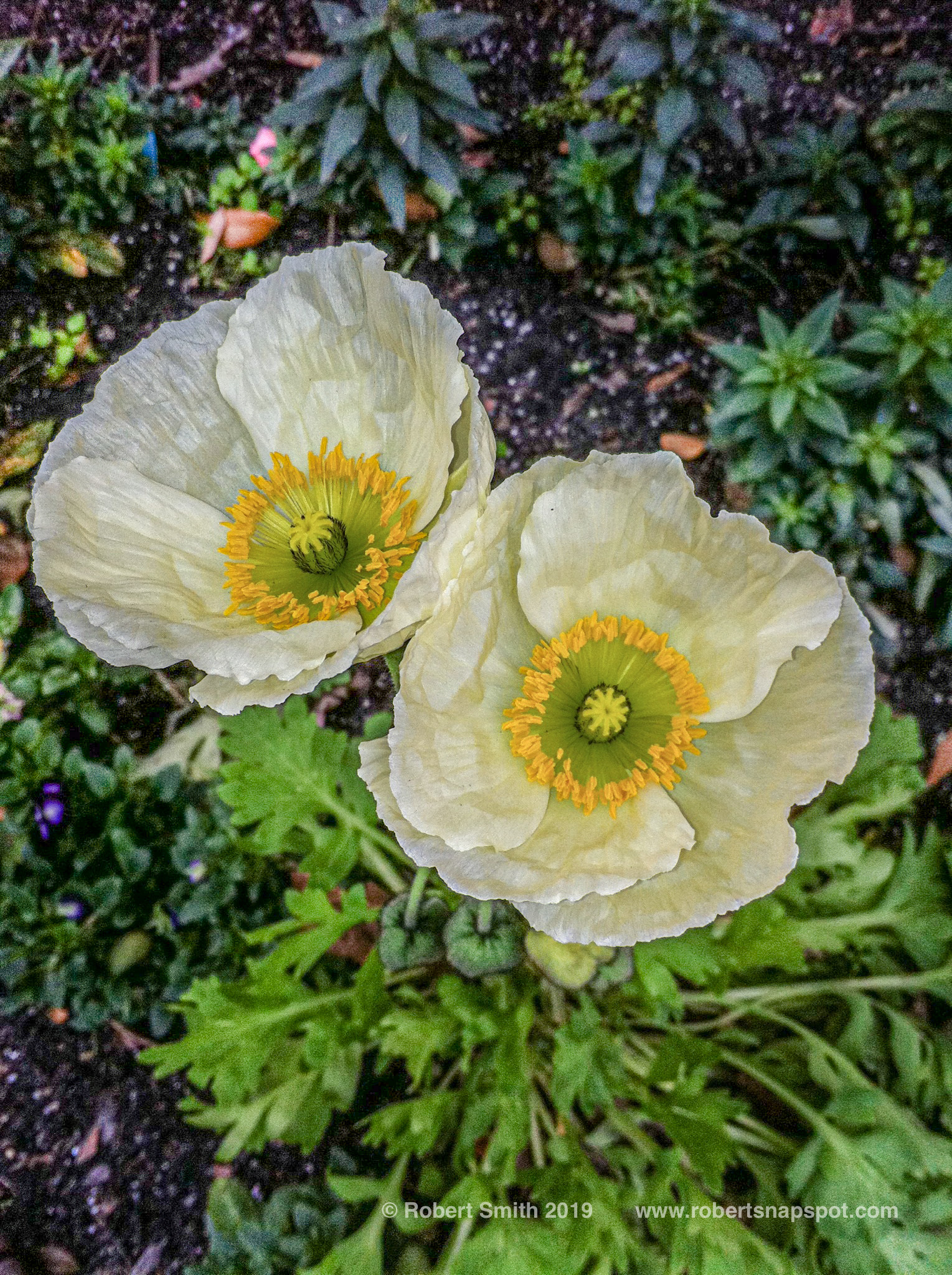 Flowers by Day 46: Poppies