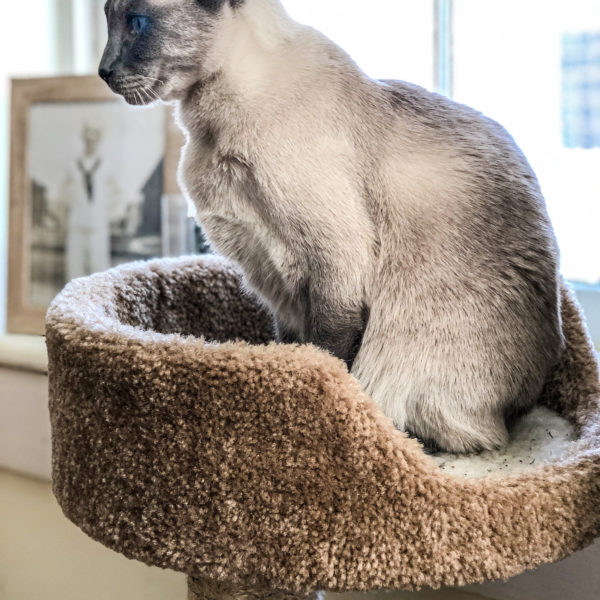 Tails of the Kitty: Cat Condo