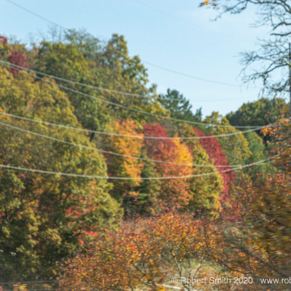 Autumn Scenes