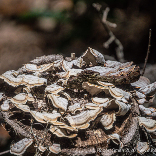 Our Fungi Friends