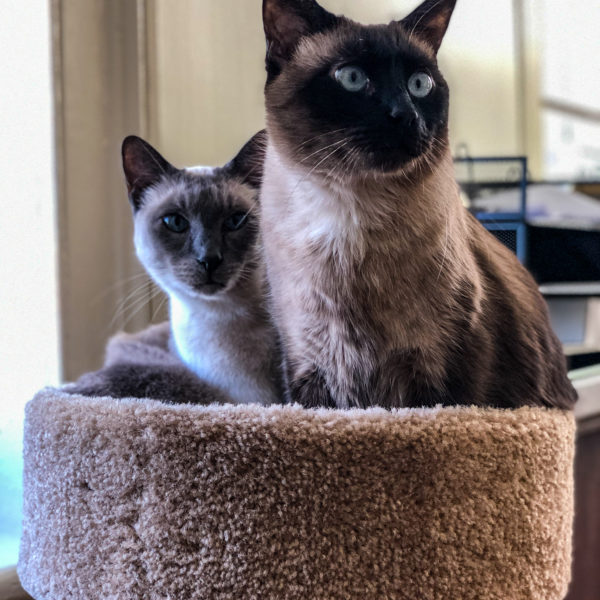Tales of the Kitty: No Room at the Inn