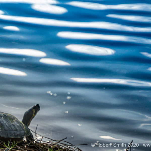 Wordless Wednesday: That Water Looks Cold