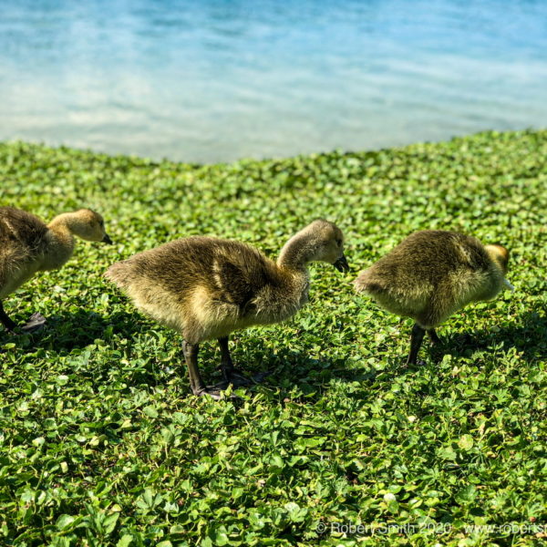 Sunday Stills: One Duck, Two Duck, Ducklings Three!