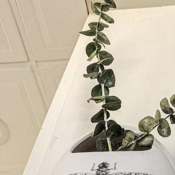 Sunday Snap Feb 9, 2020 Dragonflies and Eucalyptus