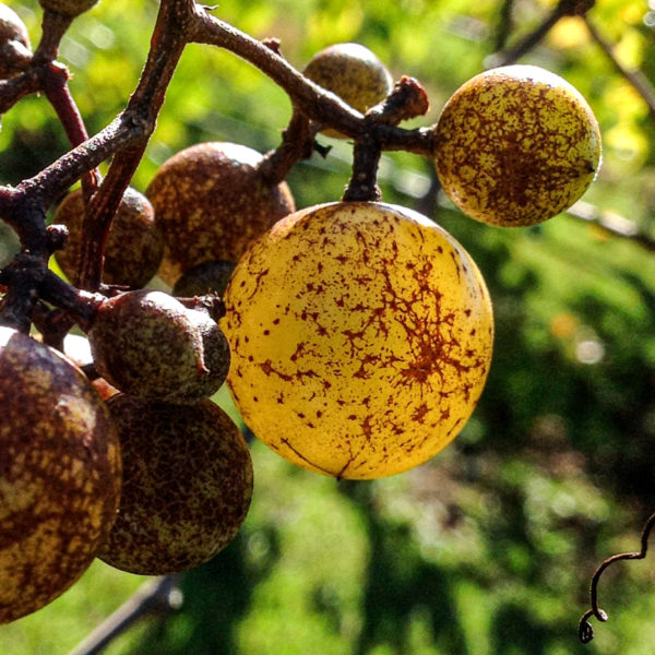 Wordless Wednesday: On the Vine, a Muscadine