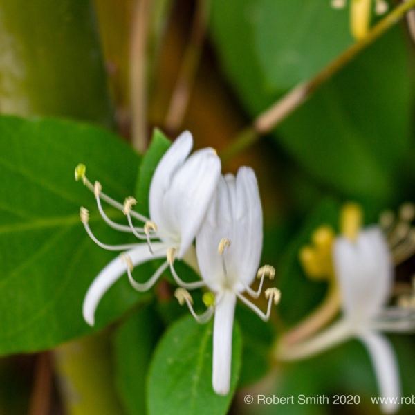 Flowers by Day 44 Honeysuckle