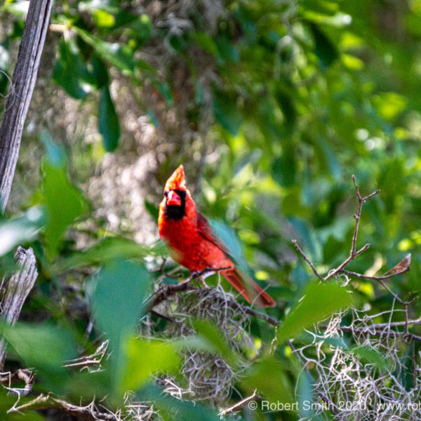 Lens Artists Photo Challenge 81 – Red Bird