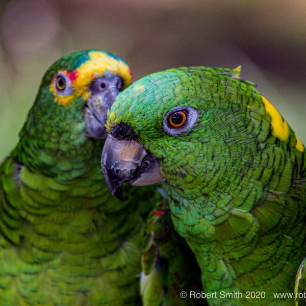 Parrots in the Park
