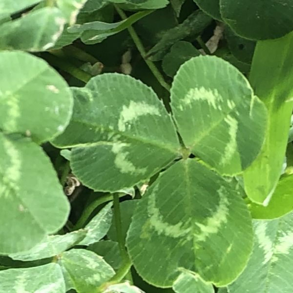 🍀 HAPPY ST. PATRICK DAY 🍀