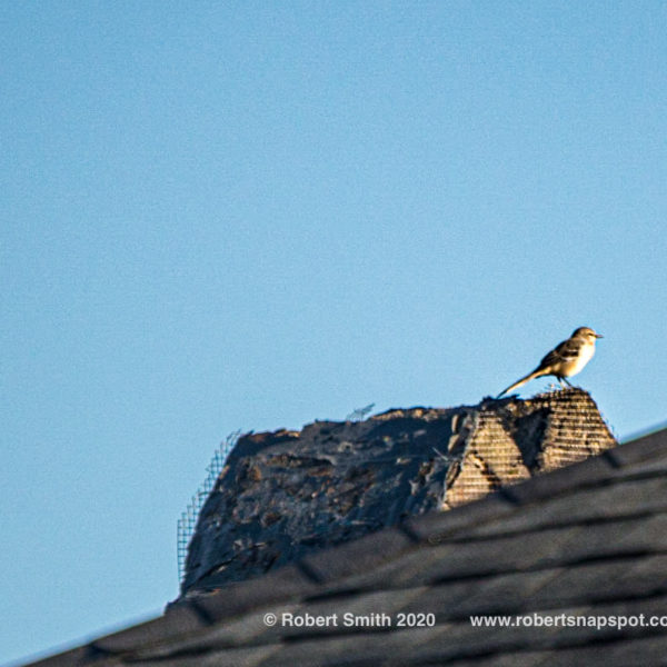 Birdie on Chimney