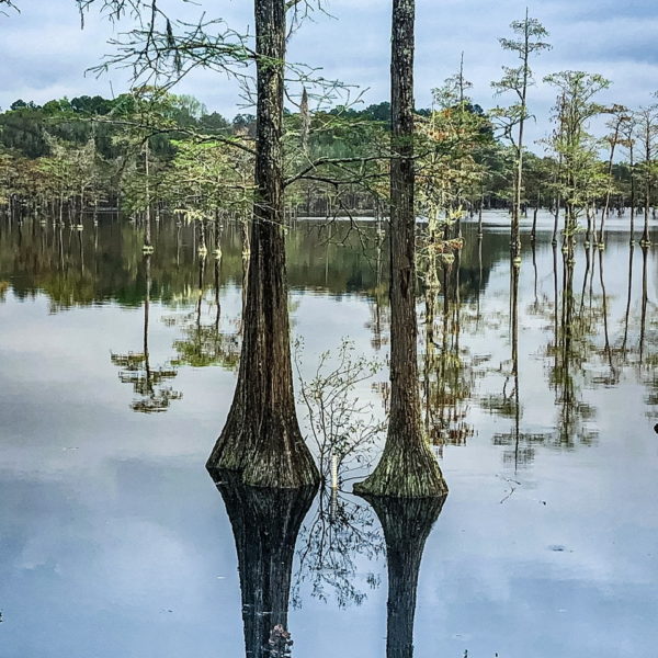 Thursday Trees: Cypress Trees in 412 Acre Lake