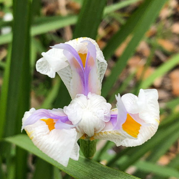 Wordless Wednesday: Irises Bloom at Bull Street Public Library
