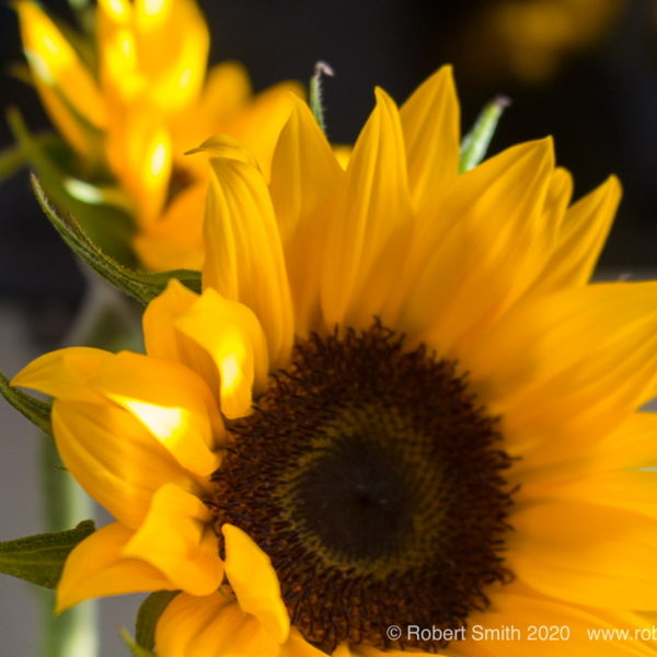 Five Minutes with Sunflowers