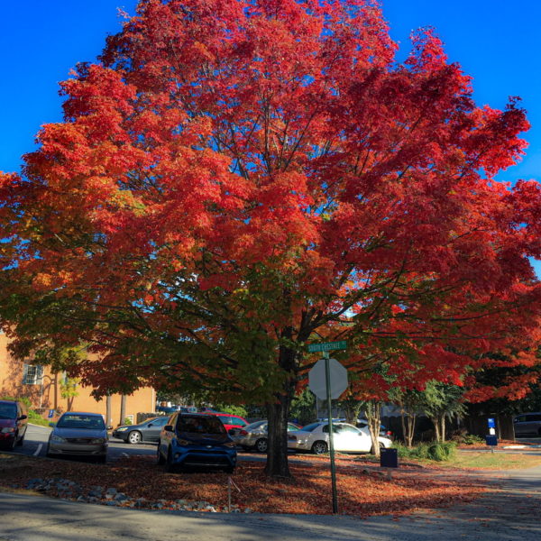 Trees on Tuesday: Fire in its Leaves!