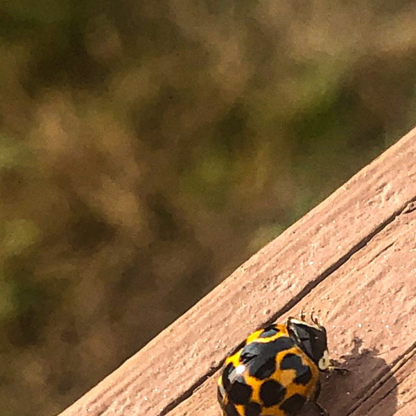 Macro Monday: Lady Bugs at An Orchard Market