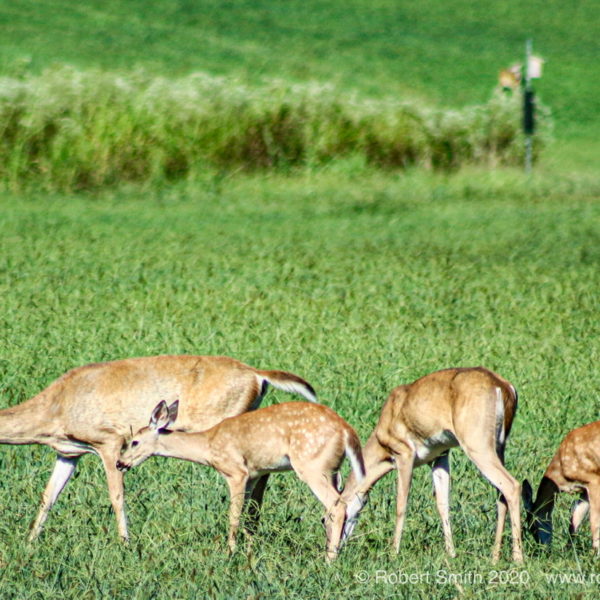 Wildlife: Oh Deer! The Deers of the Field