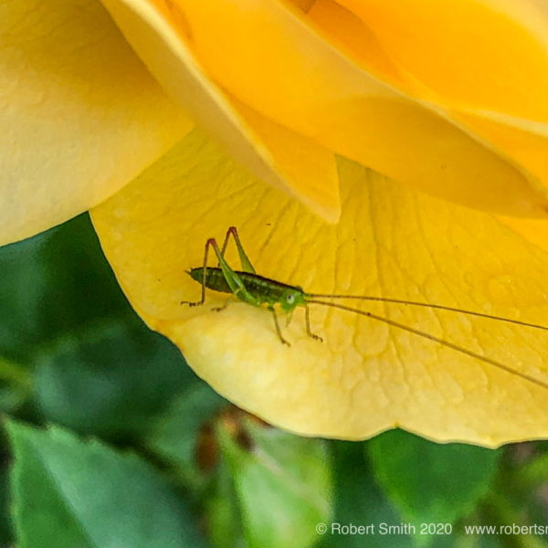 Macro Monday: Hello Tiny Friend