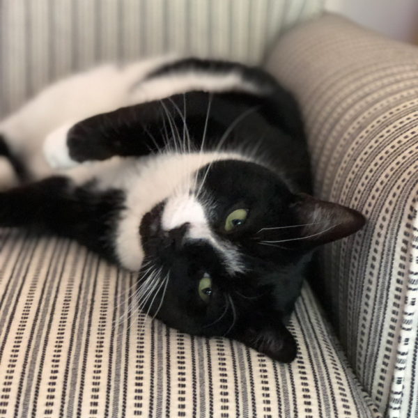 I’m a Fan of Cats and Kitties!
