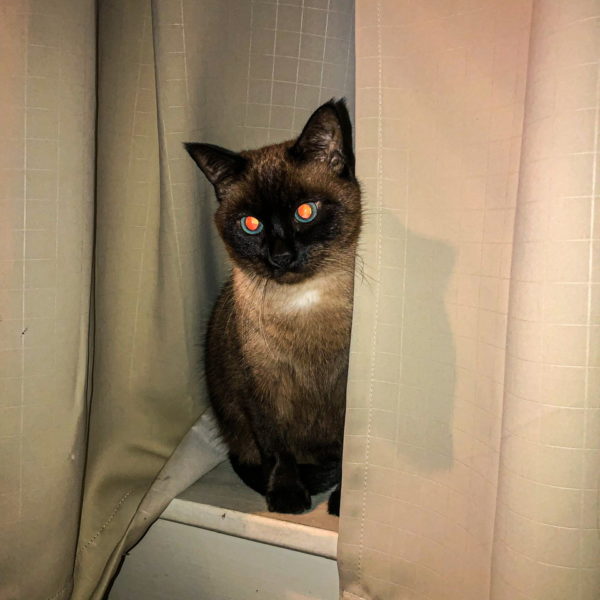 Tails of the Kitty: I want a cat with laser eyes!