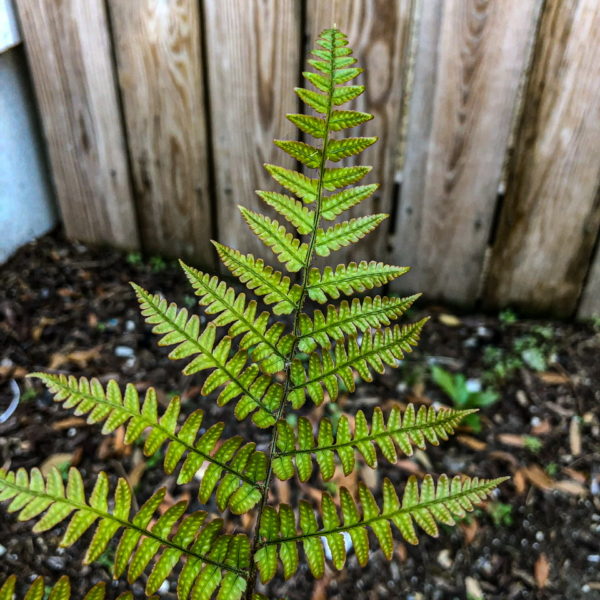 Flowers by Day 51: Fern’d Today