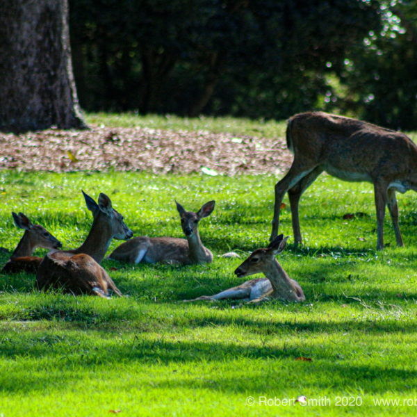 Wildlife: Oh Deer! Lawn Lounging!