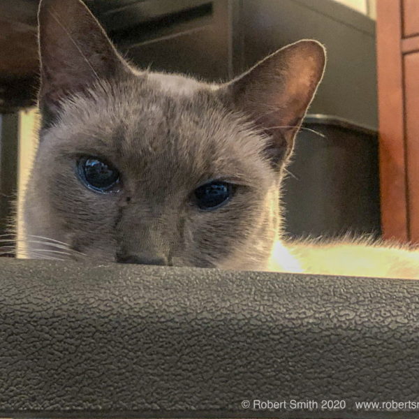 Tails of the Kitty: No! You Can’t See Me Behind This Chair!