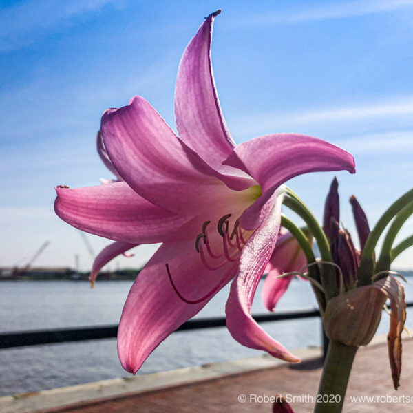 Flowers by Day 50: Riverside Lilies