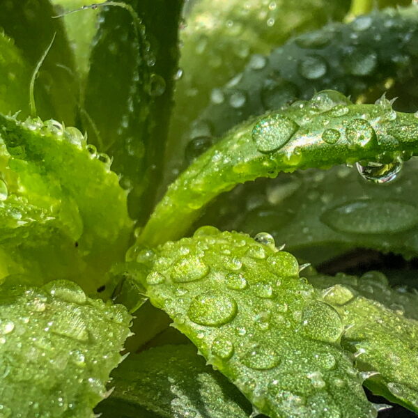 Macro Monday: Water on Succulent #3