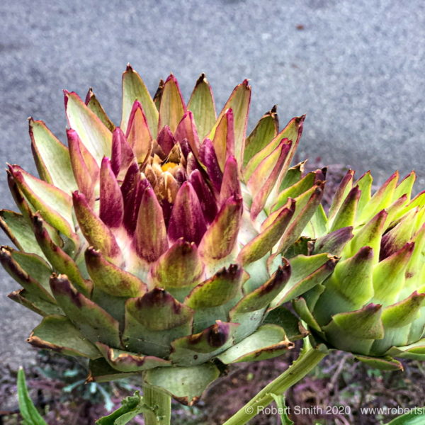 Friday Flowers: May I Bloom for You?