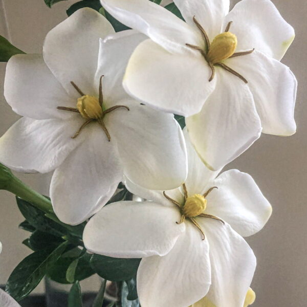 Five Minutes with Gardenia Plant