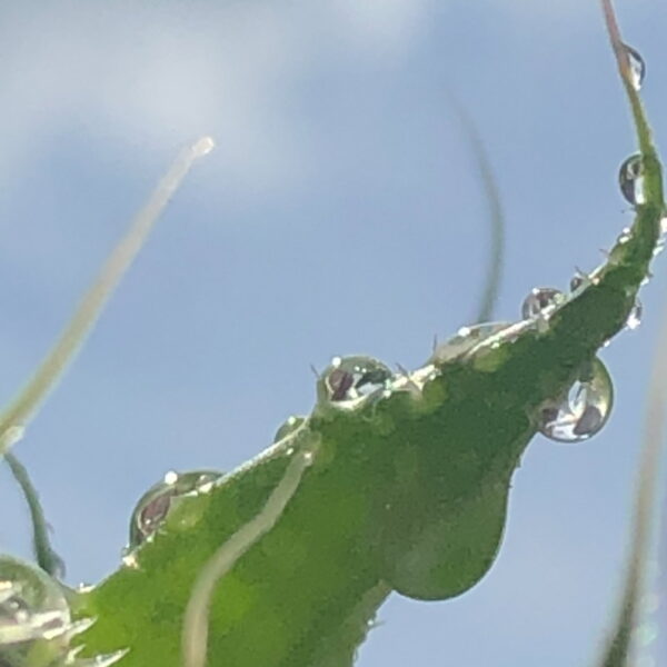 Macro Monday: Water on Succulent #2