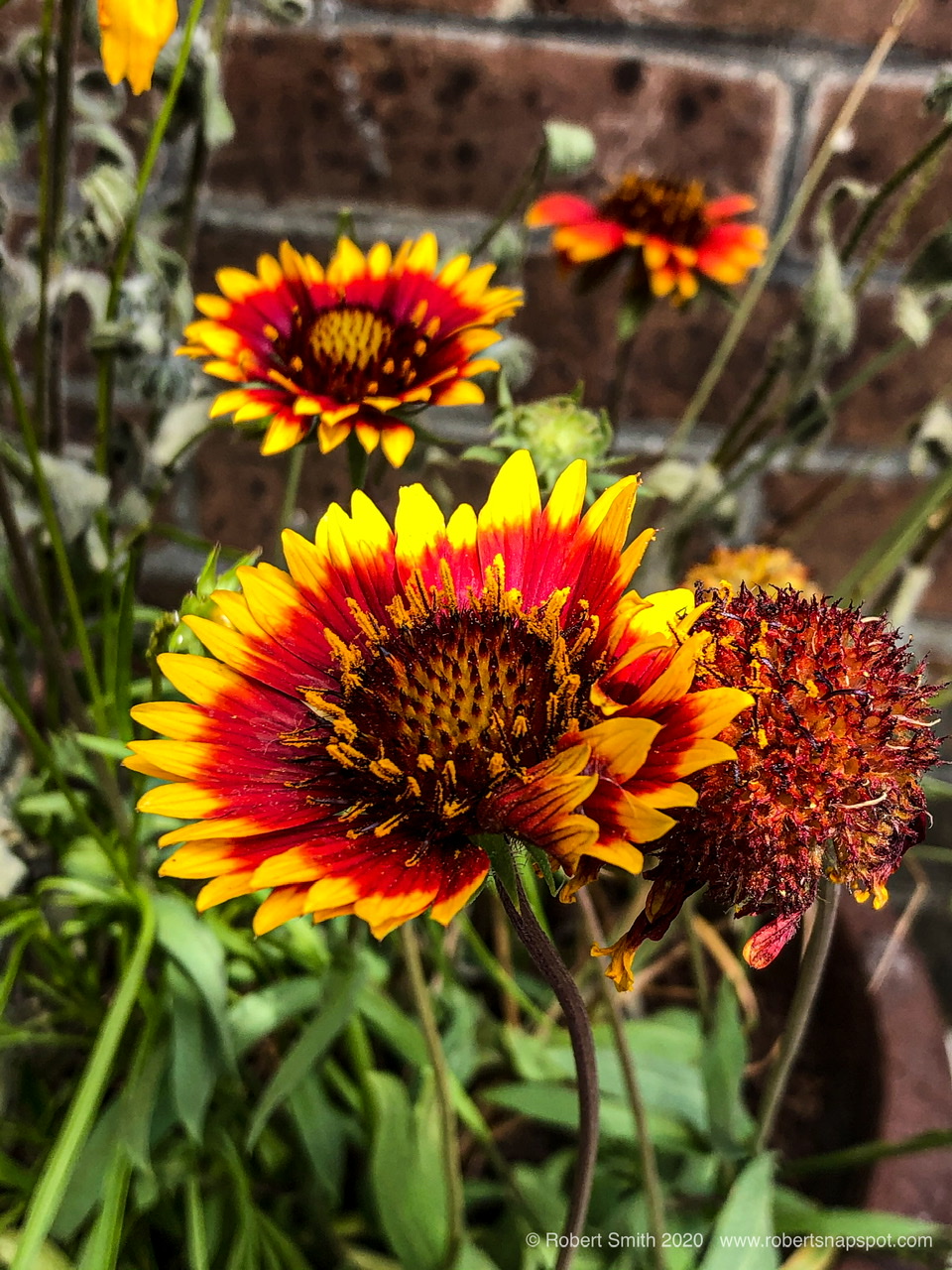 Flowers by Day 55: Roadside Wildflowers