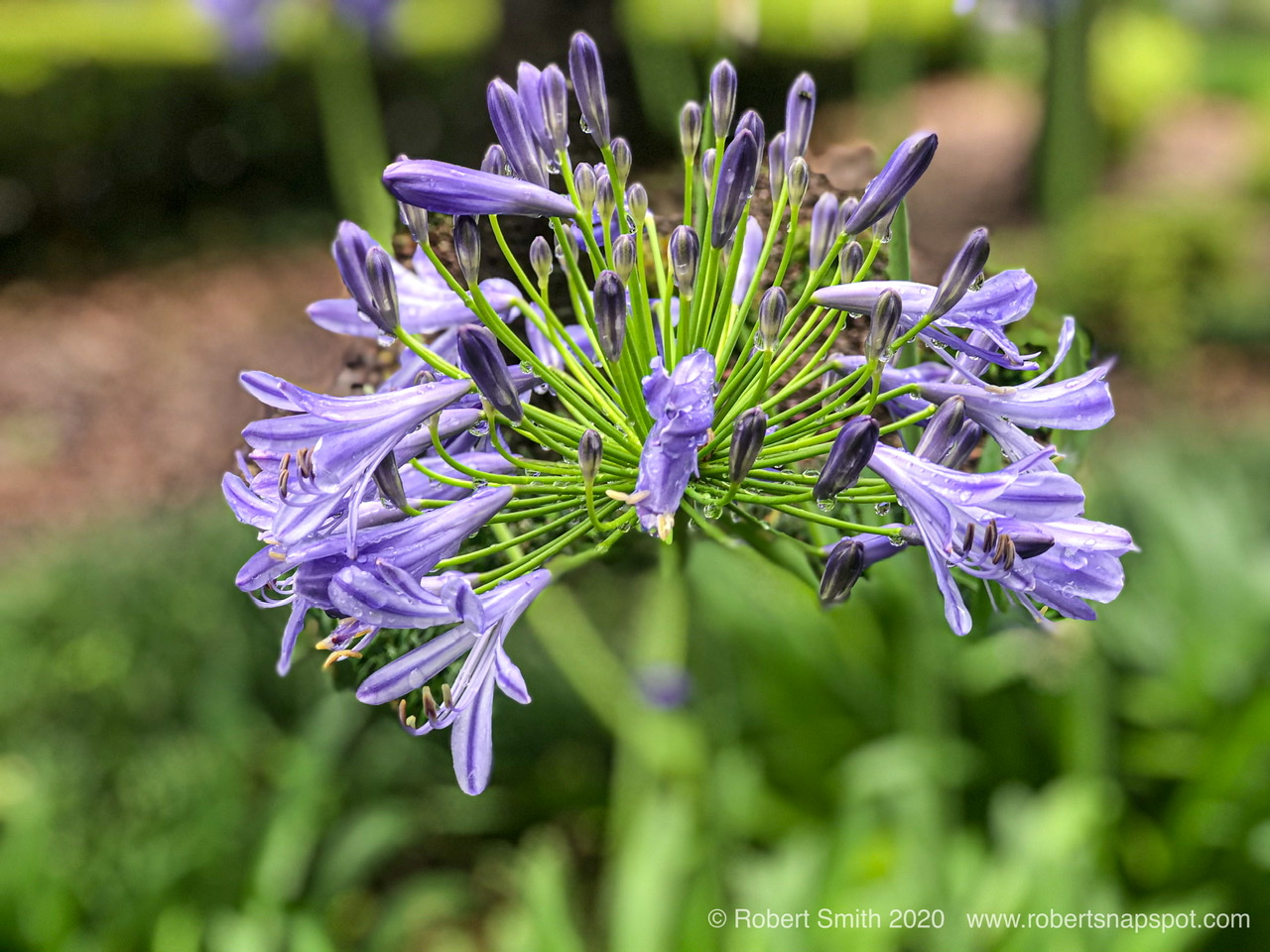 Flowers by Day 56: Lily of the Nile