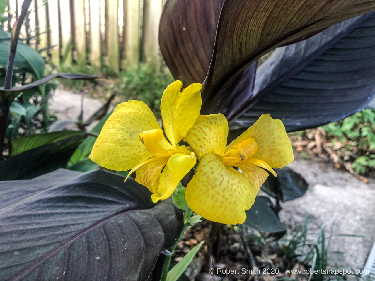 Friday Flowers: Canna Lily
