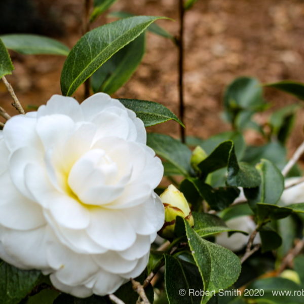 Friday flowers — Zimmerbitch – The Reblog