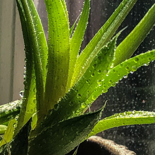 Macro Monday: Water on Succulent