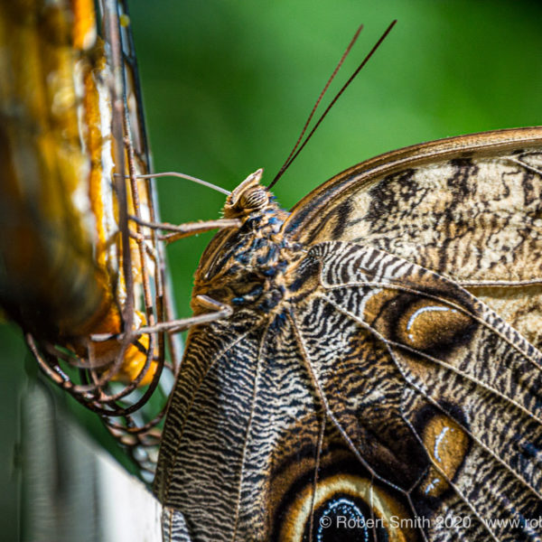 Macro Monday: Flutter by Callaway Gardens