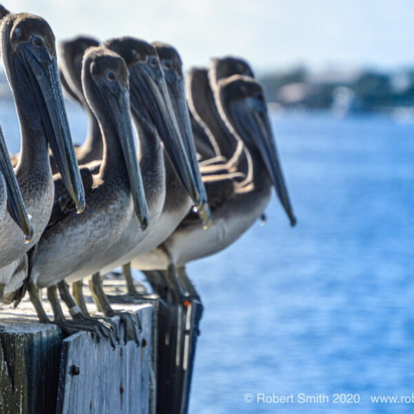 Pelicans on Dock