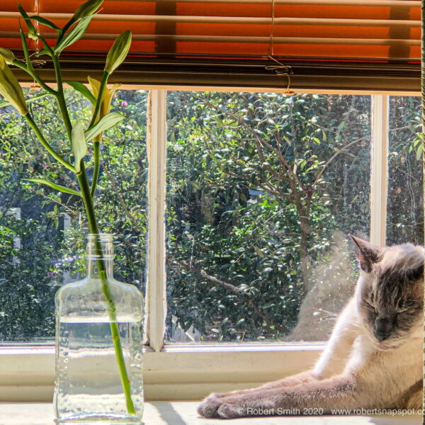 Tails of the Kitty: Cats and Plants, Windows and Sills