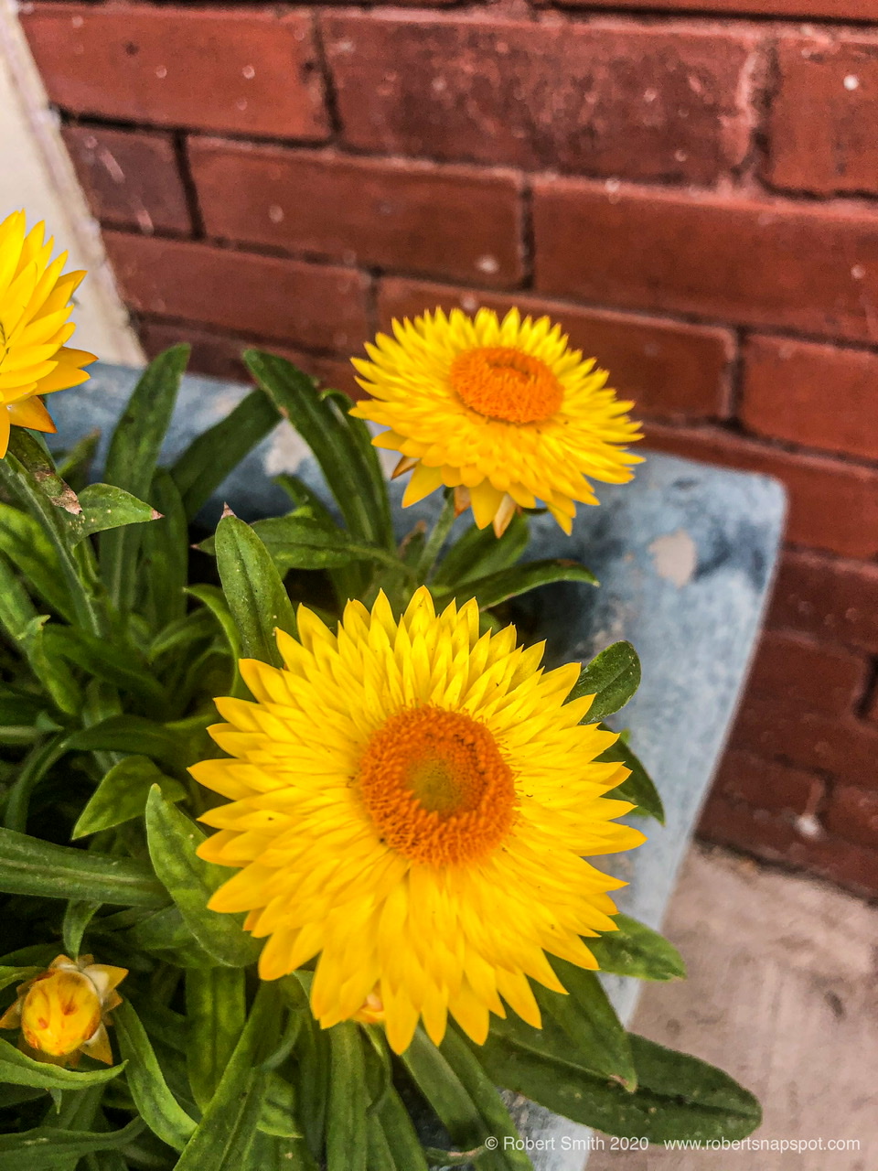 Sunday Snap May 17, 2020: Bloomify