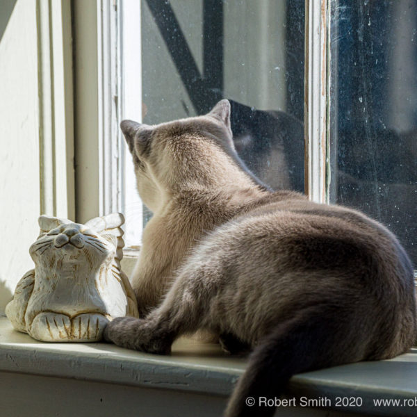 Tails of the Kitty: Share the Window Please