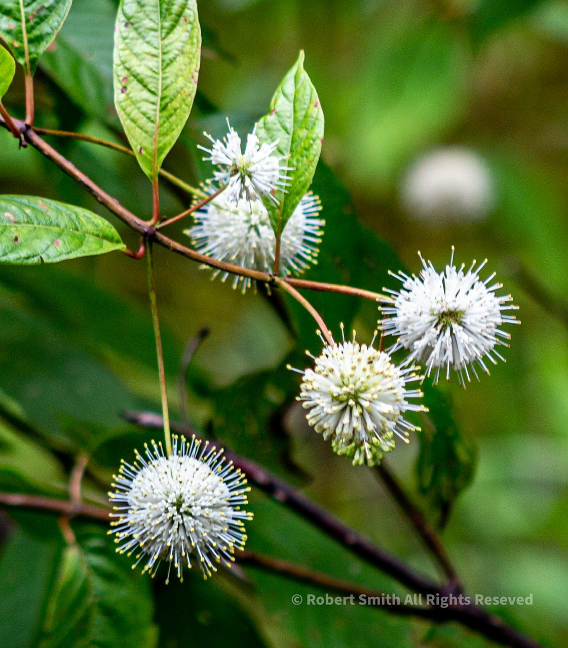 Flowers by Day 59: Button Bush in Magnolia Springs State Park