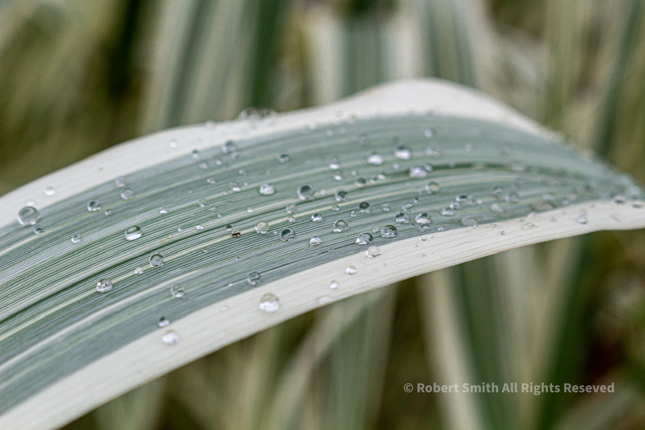 Lens Artists Photo Challenge 91: Like Tear Drops on a Leaf.