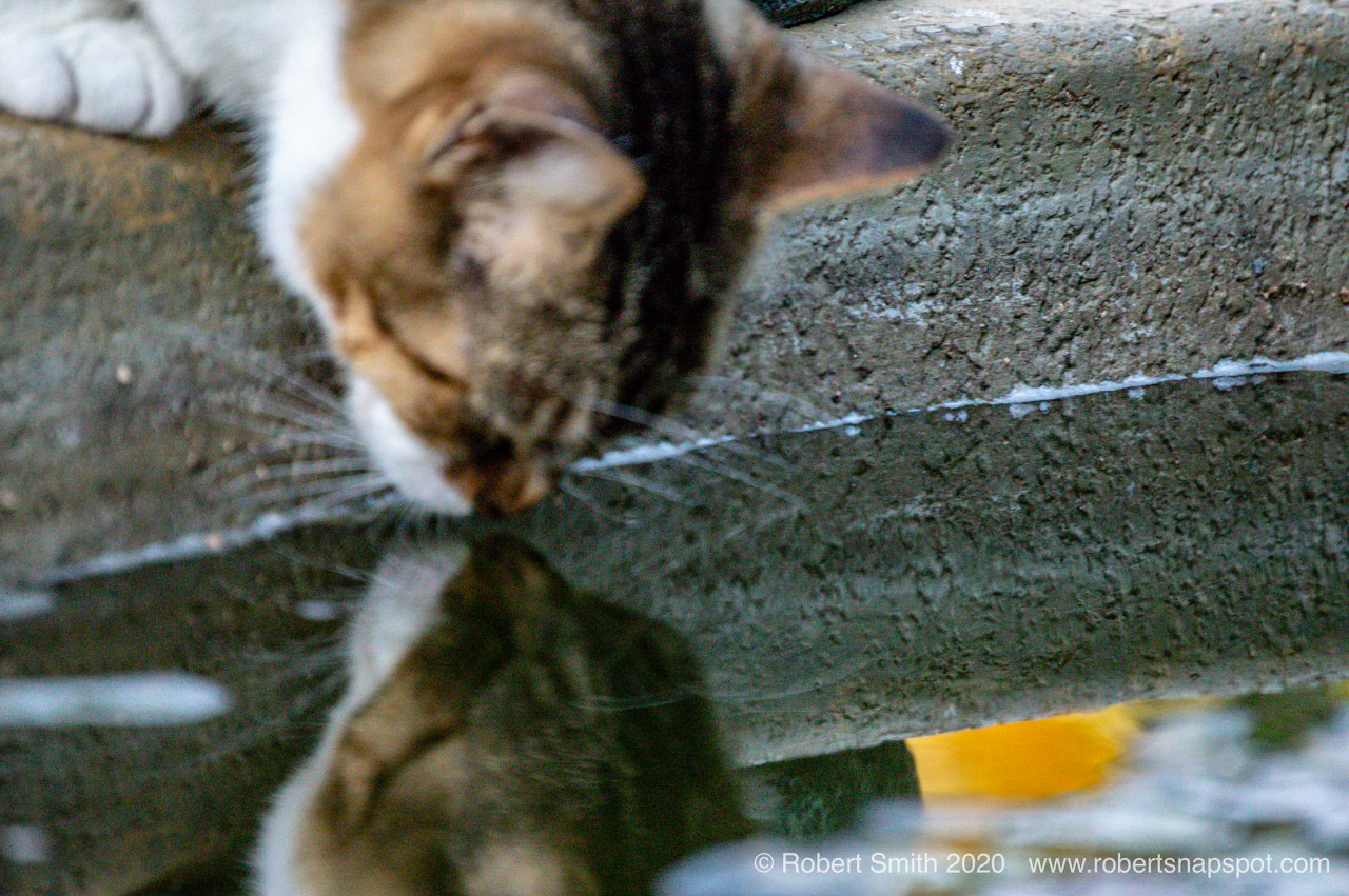 Silent Sunday: The cat looking back at me.
